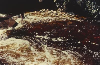 Expedição Pico da Neblina