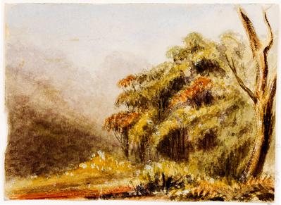 [Paisagem com floresta brasileira]