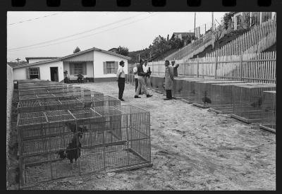 Galos usados para briga de galos