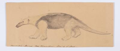 Famanduá-Mirim. Petit Fourmillier. Provce. de St. Paul