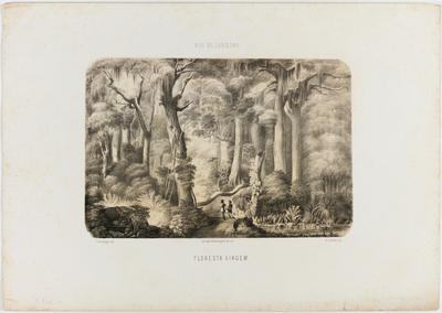 Rio de Janeiro. Floresta virgem