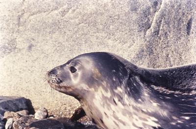 Aventuras de Igor na Antártida