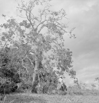 Vaqueiro - Ilha Mexiana