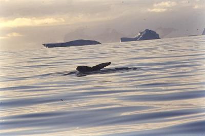 Aventuras de Igor na Antártida