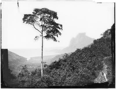 Floresta da Tijuca e Pedra da Gávea ao fundo
