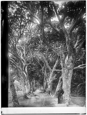 Aleia das Mangueiras