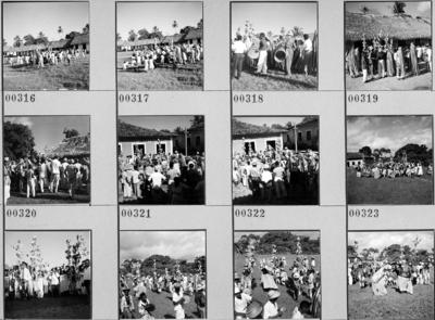 Bumba meu boi, festa popular