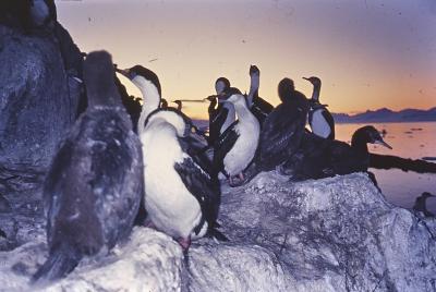 Aventuras de Igor na Antártida