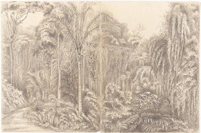 Road to the Presidencia Petropolis Feb.r 2th 1855