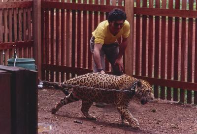 Homem posa com onça