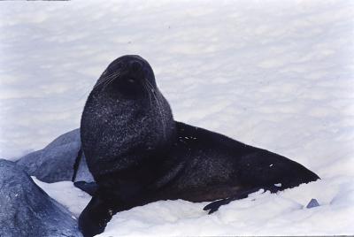 Aventuras de Igor na Antártida