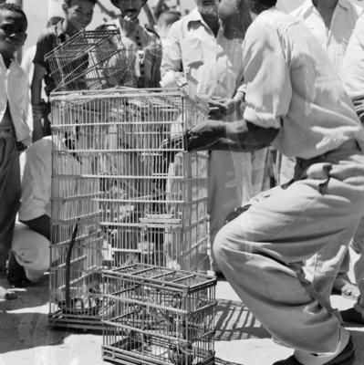 Feira dos Passarinhos