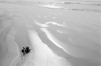 Série Festa de Iemanjá