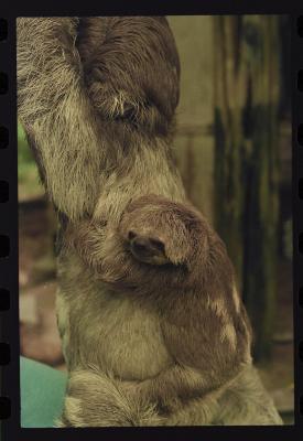 Heidi e as preguiças