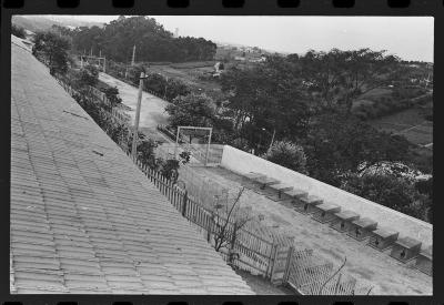 Galos usados para briga de galos