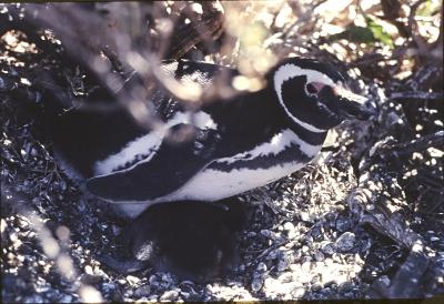 Aventuras de Igor na Antártida