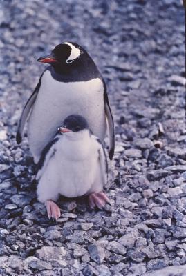 Aventuras de Igor na Antártida