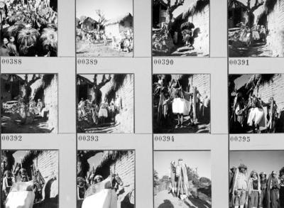 Bumba meu boi, festa popular