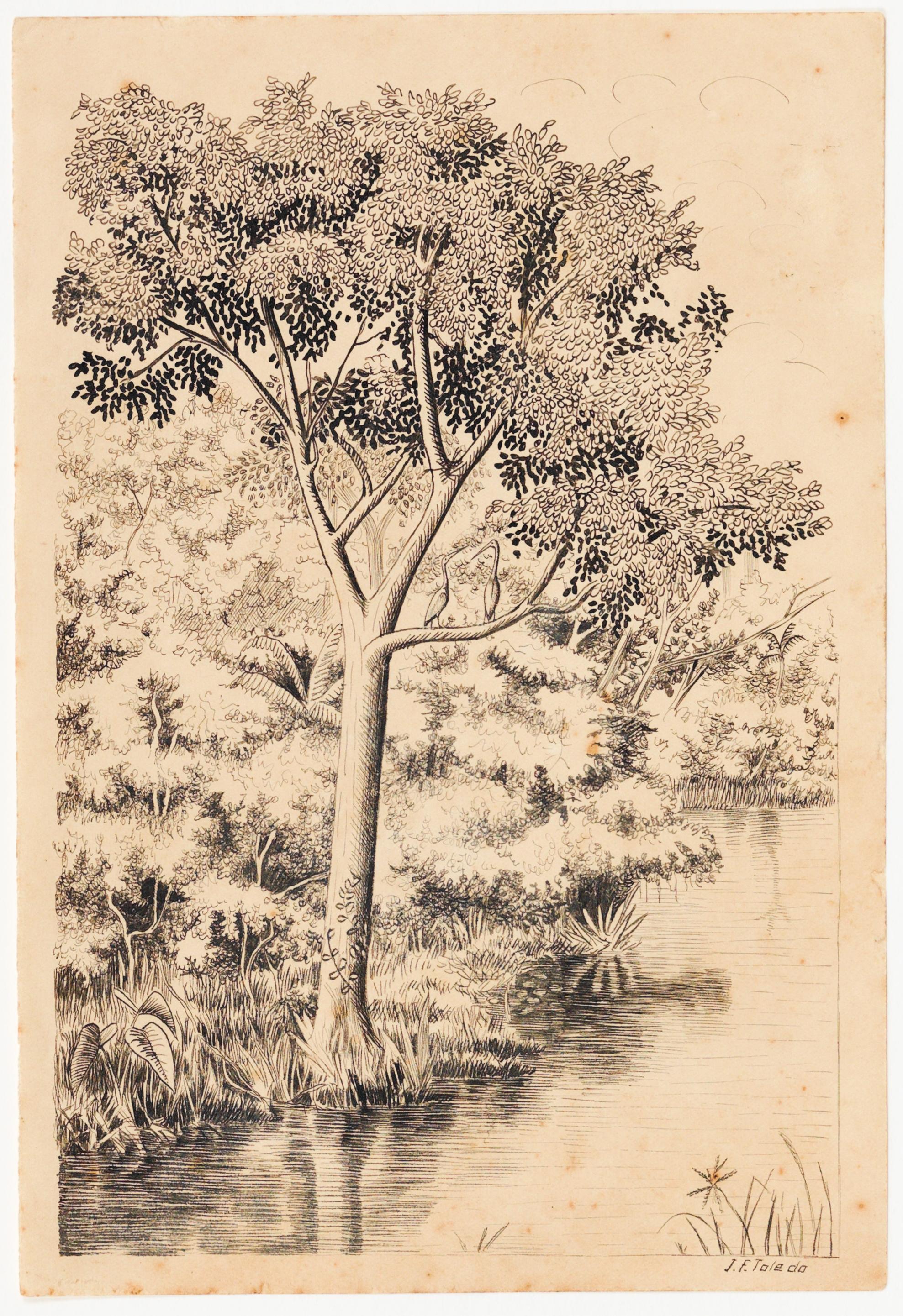 [Vegetação e árvores à margem de um rio, com duas aves]