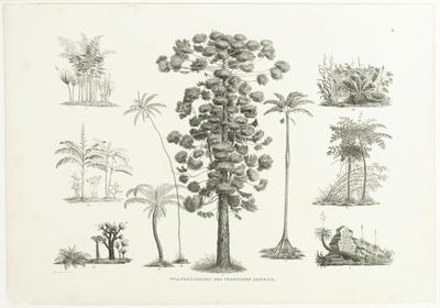 (I. Formas de plantas da América tropical)