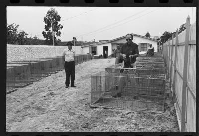 Galos usados para briga de galos