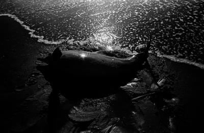 Série Pesca do xaréu