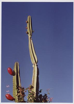 Fotografia; autor: SIMÕES, Eduardo