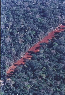 Vista aérea de estrada em meio à floresta
