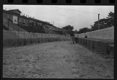 Galos usados para briga de galos
