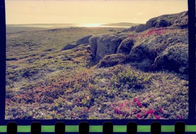 Viagem com a bióloga Livia Monami para registrar a caça da baleia branca