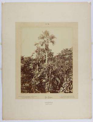 Palmeira Caranã (Mauritia species), mais conhecida como Buriti