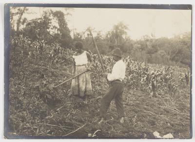 Casal trabalhando em plantação de milho
