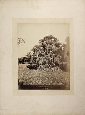 Palmeira-leque-da-china