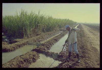 Produção de filme institucional sobre usinas de açúcar