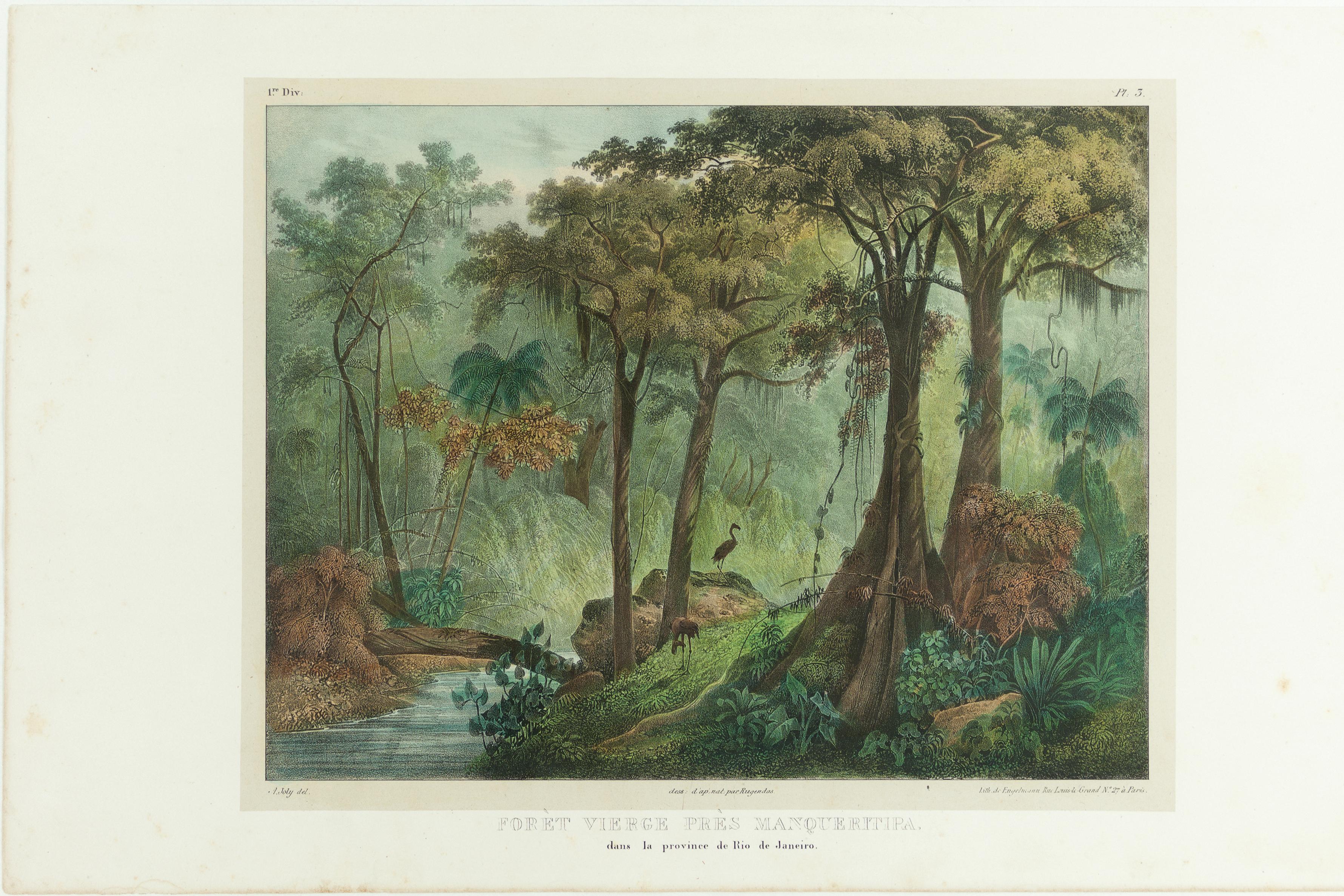 (Floresta virgem de Mangaratiba na província do Rio de Janeiro)