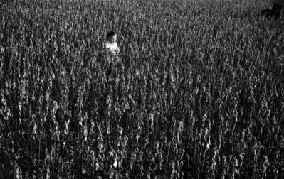 Aldo, neto de Haruo, numa propriedade rural perto de Londrina