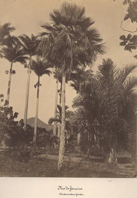 Jardim Botânico do Rio de Janeiro