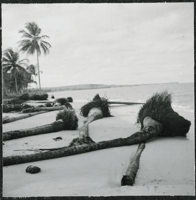 Ilha de Itamaracá, coqueiros na praia
