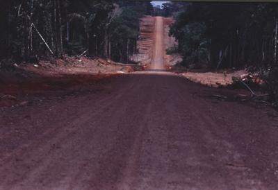 Estrada de terra em meio à floresta