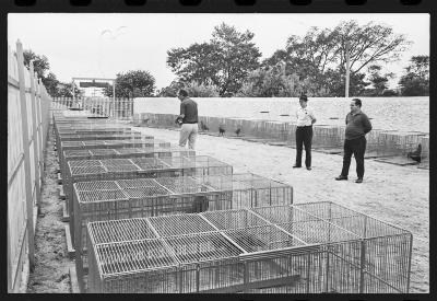 Galos usados para briga de galos