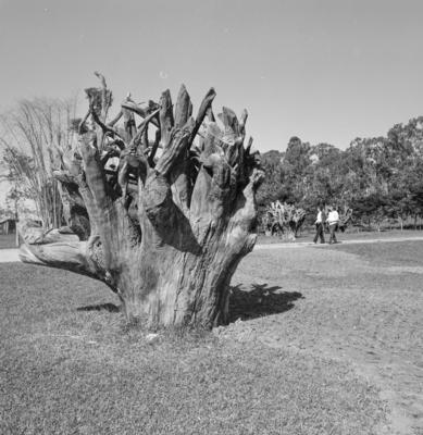 Residência de Olivo Gomes, projeto de Rino Levi, Roberto Cerqueira César e Burle Marx