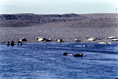 Aventuras de Igor na Antártida