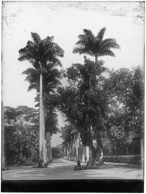 Alameda das Palmeiras Imperiais