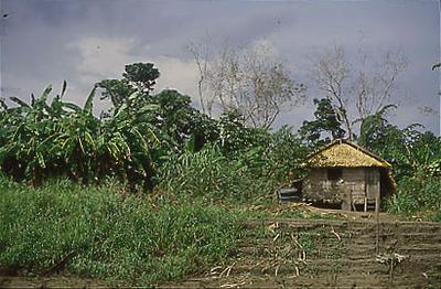 Série Amazonas - Propriedade rural