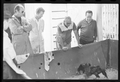 Galos usados para briga de galos