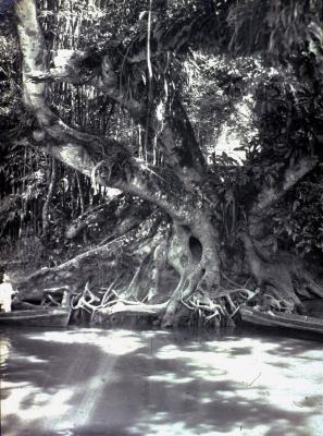 Figueira junto ao rio Tamanduateí