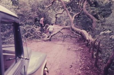Humberto Mesquita tenta serrar a árvora caída na estrada, para passar com o carro