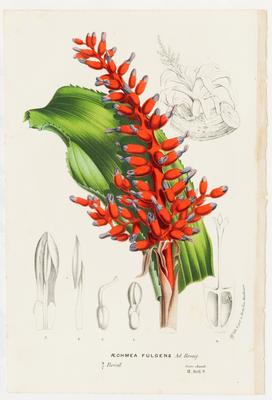 Æchmea fulgens Ad. Brong.