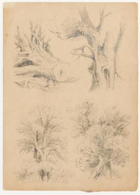 [Quatro estudos de árvores]