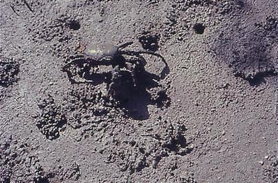 Série Caranguejeiras